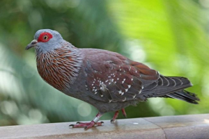 Criped pigeon - африканський прийом messenger Criped pigeon - африканський прийом messenger